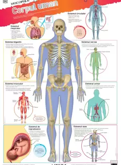 Descopera! Corpul uman (planse educationale)