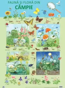 Plansa - Fauna si flora din campie - Paperback - Nelson Verlag - Didactica Publishing House